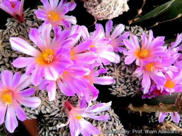 بذر آریوکارپوس کاتچوبیانوس | Ariocarpus  kotschoubeyanus