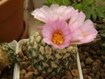 بذر آریوکارپوس کاتچوبیانوس | Ariocarpus  kotschoubeyanus