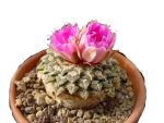 بذر آریوکارپوس کاتچوبیانوس | Ariocarpus  kotschoubeyanus