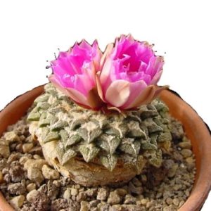 بذر آریوکارپوس کاتچوبیانوس | Ariocarpus  kotschoubeyanus