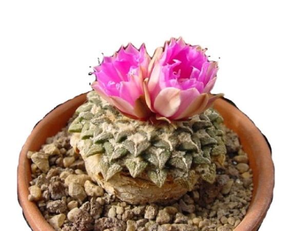 بذر آریوکارپوس کاتچوبیانوس | Ariocarpus  kotschoubeyanus