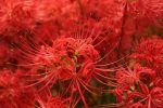 پیاز گل کمیاب لیلی عنکبوتی (spider lily)