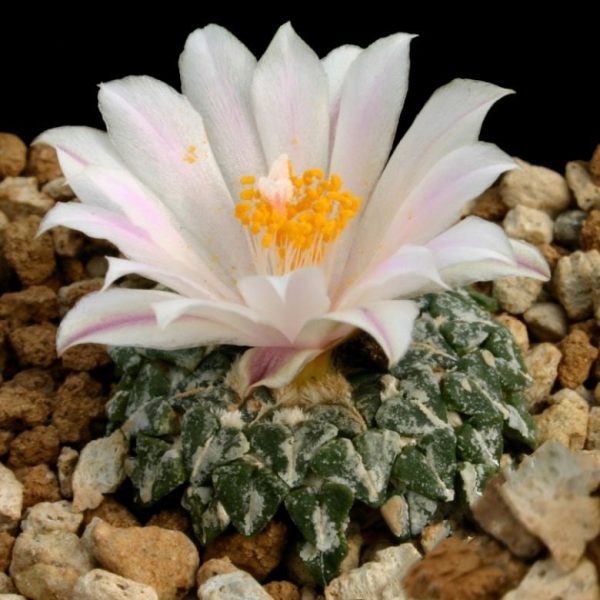 بذر آریوکارپوس کاتچوبیانوس آلبیفلروس |  Ariocarpus kotschoubeyanus v. albiflorus