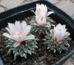 بذر آریوکارپوس کاتچوبیانوس آلبیفلروس |  Ariocarpus kotschoubeyanus v. albiflorus