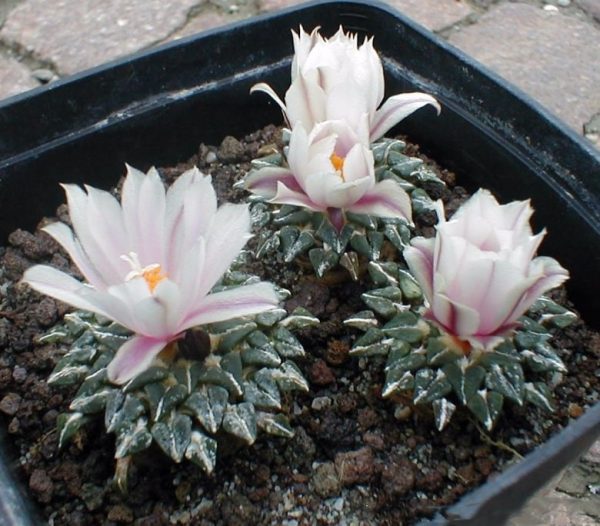 بذر آریوکارپوس کاتچوبیانوس آلبیفلروس |  Ariocarpus kotschoubeyanus v. albiflorus
