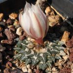 بذر آریوکارپوس کاتچوبیانوس آلبیفلروس |  Ariocarpus kotschoubeyanus v. albiflorus