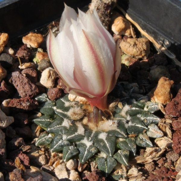 بذر آریوکارپوس کاتچوبیانوس آلبیفلروس |  Ariocarpus kotschoubeyanus v. albiflorus