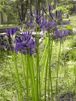 پیاز گل کمیاب لیلی عنکبوتی (spider lily)