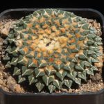 بذر آریوکارپوس کاتچوبیانوس آلبیفلروس |  Ariocarpus kotschoubeyanus v. albiflorus