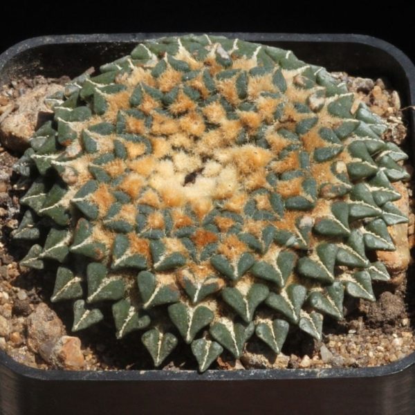 بذر آریوکارپوس کاتچوبیانوس آلبیفلروس |  Ariocarpus kotschoubeyanus v. albiflorus