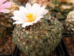 بذر آریوکارپوس کاتچوبیانوس آلبیفلروس |  Ariocarpus kotschoubeyanus v. albiflorus