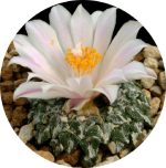 بذر آریوکارپوس کاتچوبیانوس آلبیفلروس |  Ariocarpus kotschoubeyanus v. albiflorus