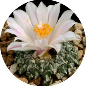 بذر آریوکارپوس کاتچوبیانوس آلبیفلروس |  Ariocarpus kotschoubeyanus v. albiflorus