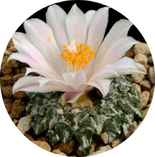 بذر آریوکارپوس کاتچوبیانوس آلبیفلروس |  Ariocarpus kotschoubeyanus v. albiflorus