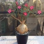 بذر آدنیوم سومالنس | Adenium somalense