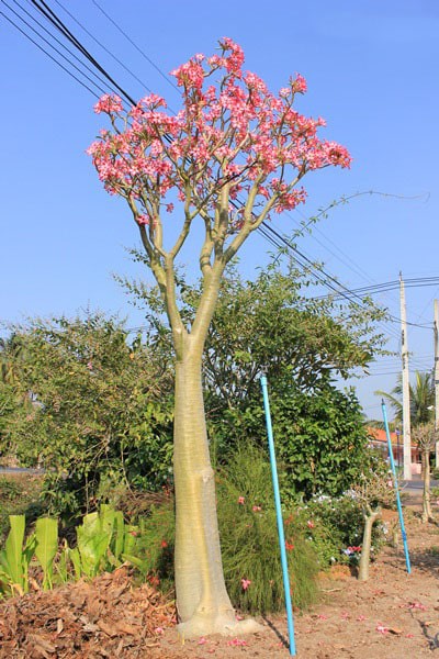 بذر آدنیوم سومالنس | Adenium somalense