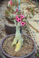بذر آدنیوم سومالنس | Adenium somalense