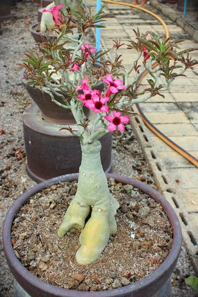 بذر آدنیوم سومالنس | Adenium somalense