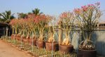 بذر آدنیوم سومالنس | Adenium somalense