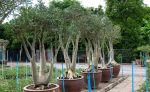 بذر آدنیوم سومالنس | Adenium somalense