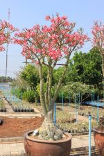بذر آدنیوم سومالنس | Adenium somalense