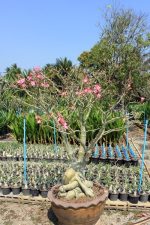 بذر آدنیوم سومالنس | Adenium somalense