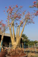 بذر آدنیوم سومالنس | Adenium somalense