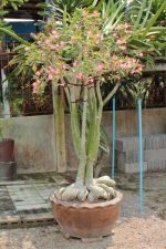 بذر آدنیوم سومالنس | Adenium somalense