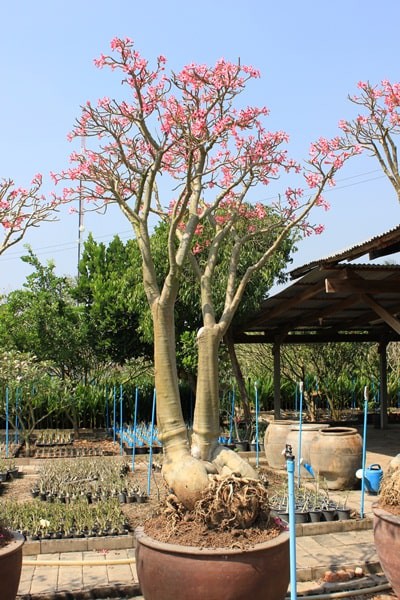 بذر آدنیوم سومالنس | Adenium somalense