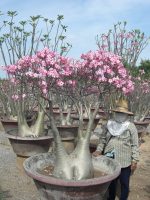 بذر آدنیوم سومالنس | Adenium somalense