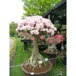 بذر آدنیوم سومالنس | Adenium somalense