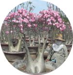 بذر آدنیوم سومالنس | Adenium somalense