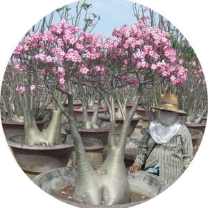 بذر آدنیوم سومالنس | Adenium somalense