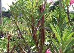 بذر گیاه آدنیوم سومالنس سیاه | Adenium black Somalense