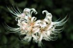 پیاز گل کمیاب لیلی عنکبوتی (spider lily)