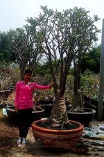بذر گیاه آدنیوم سومالنس سیاه | Adenium black Somalense