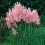 بذر علف پامپاس یا کورتادریا (Cortaderia selloana)