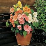 بذر گیاه ابوتیلون گل گاوپنبه‌ای | ABUTILON SEEDS BELLA MIX