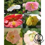 بذر گیاه ابوتیلون گل گاوپنبه‌ای | ABUTILON SEEDS BELLA MIX