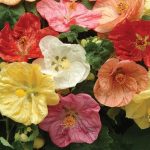 بذر گیاه ابوتیلون گل گاوپنبه‌ای | ABUTILON SEEDS BELLA MIX