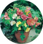 بذر گیاه ابوتیلون گل گاوپنبه‌ای | ABUTILON SEEDS BELLA MIX