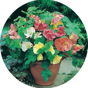 بذر گیاه ابوتیلون گل گاوپنبه‌ای | ABUTILON SEEDS BELLA MIX
