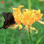 پیاز گل کمیاب لیلی عنکبوتی (spider lily)