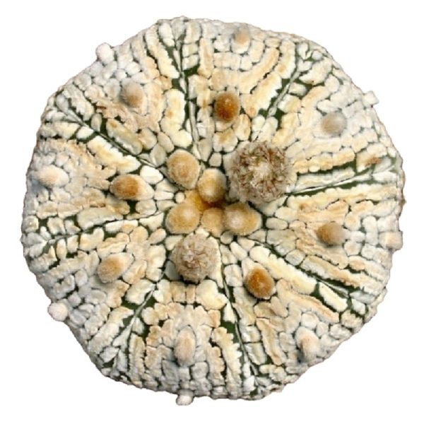 بذر آستروفیتوم آستریاس سی وی سوپرکاباتو | Astrophytum asterias cv. Superkabuto