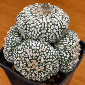 بذر آستروفیتوم آستریاس سی وی سوپرکاباتو | Astrophytum asterias cv. Superkabuto