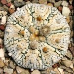 بذر آستروفیتوم آستریاس سی وی سوپرکاباتو | Astrophytum asterias cv. Superkabuto
