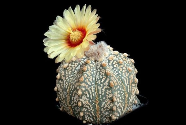 بذر آستروفیتوم آستریاس سی وی سوپرکاباتو | Astrophytum asterias cv. Superkabuto