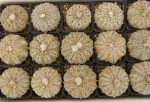 بذر آستروفیتوم آستریاس سی وی سوپرکاباتو | Astrophytum asterias cv. Superkabuto