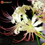 پیاز گل کمیاب لیلی عنکبوتی (spider lily)