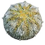 بذر آستروفیتوم آستریاس سی وی نوع زرد | Astrophytum asterias сv yellow specks